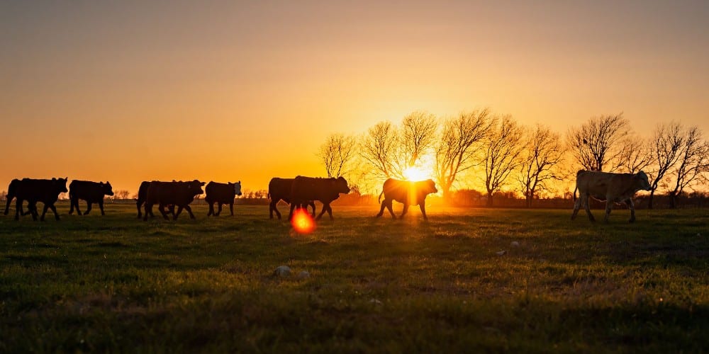 As Food Shortages Mount, US Cattle Inventory Forecast Falls to Lowest Level in Nearly a Decade